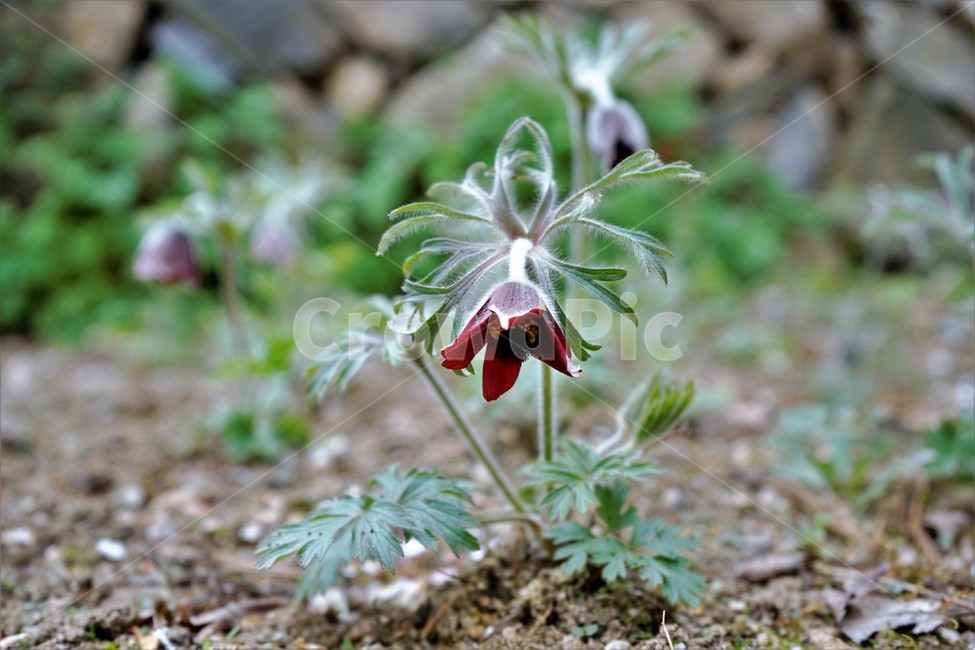 할미꽃,솜털,봄,봄꽃,자연,식물,꽃,plant,암술,수술,Pulsatillakoreana,한국특산,백두옹,독초,강장제,화왕계,여러해살이풀,미나리아재비과,쌍떡잎식물,흰털,할머니머리카락,흰머리,노인,꼬부랑,한방약재,할머니