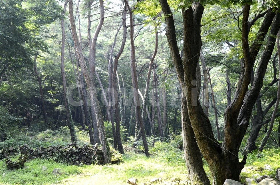 숲,산,산속,나무,숲속,힐링,풍경,자연,숲의향기,향기,피톤치드,자연,풍경,nature,landscape,식물,plants,나무,trees,wood,tree,plant,tree trunk,나무 줄기,vegetation,초목,outdoors,옥외,land,땅,forest,woodland,삼림지