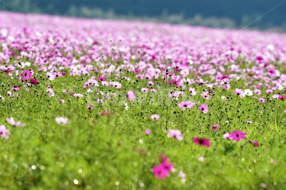 가을,코스모스,꽃,자연,식물,nature,계절,fall,autumn,season,flower,가을,계절,fall,autumn,season,식물,자연,plants,nature,꽃,flower,outdoors,옥외,grassland,목초지,field,들