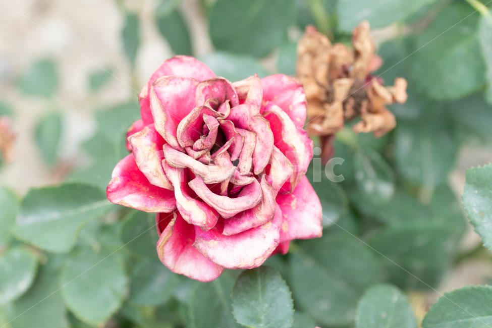 꽃,flower,rose,감성사진,장미,분홍,pink,식물,자연,plants,감성