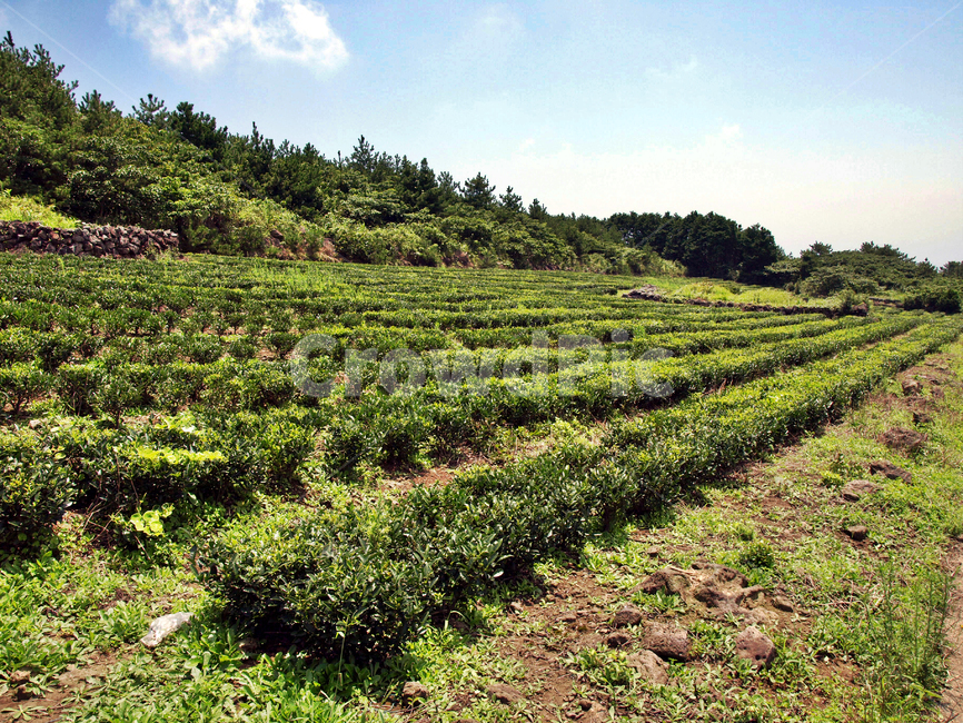 녹차밭,올레3코스,올레,제주,서귀포,올레길,차밭,자연,풍경,nature,landscape