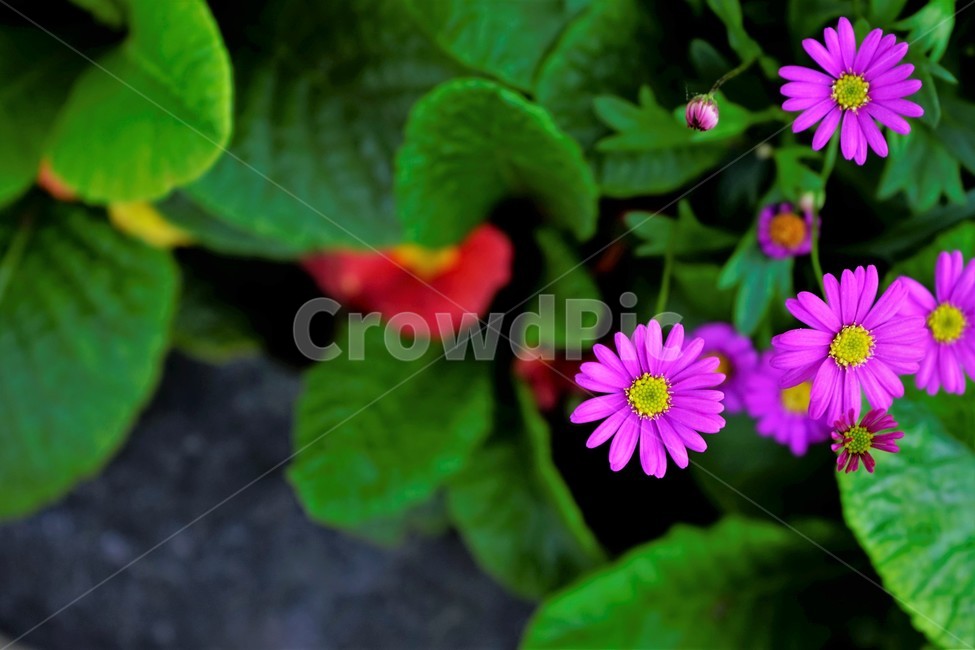 꽃,봄,잎,원예,bloom,colorful,floral,flower,nature,plant,spring