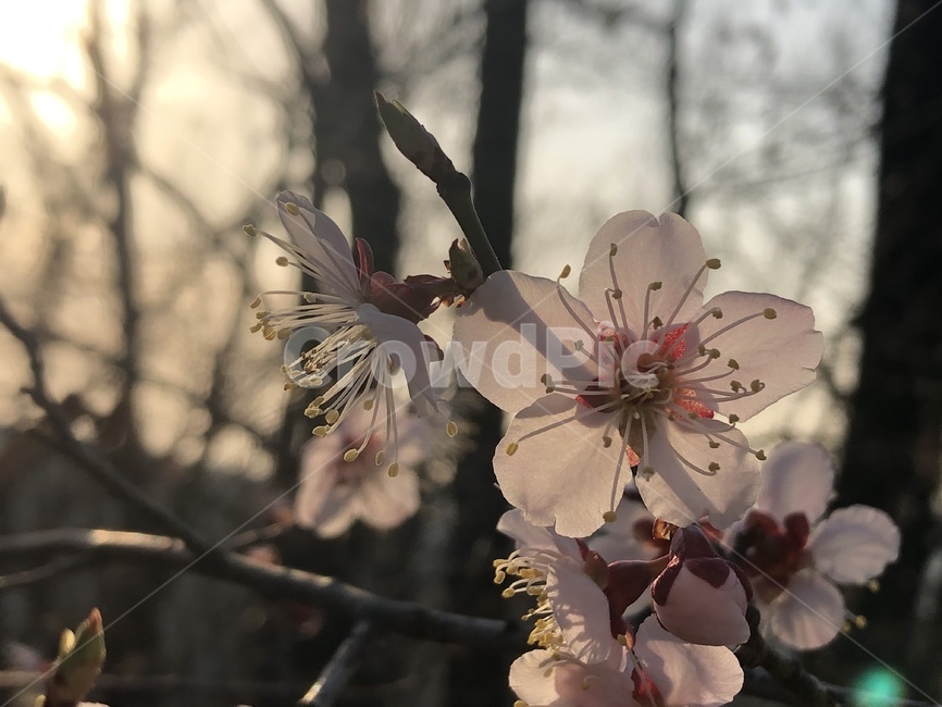 봄,벚꽃,식물,plant,꽃