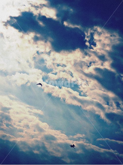 하늘,구름,새,그림자,뭉게구름,cloud,shadow,bird