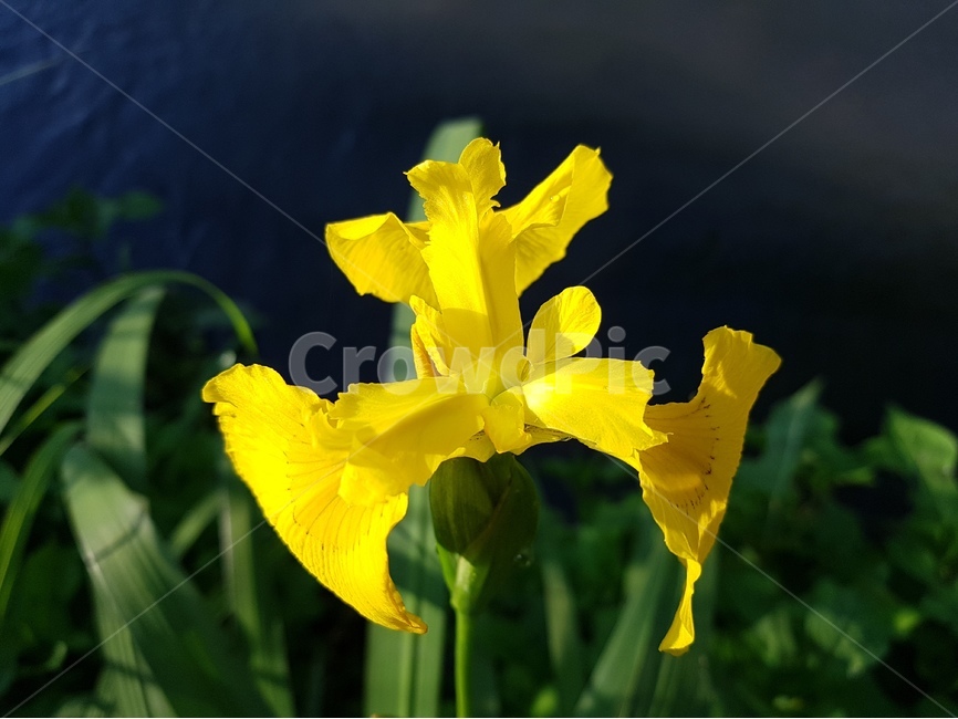 들꽃,야생화,반역광,개울가,노란색,식물,자연,plants,nature,꽃,flower