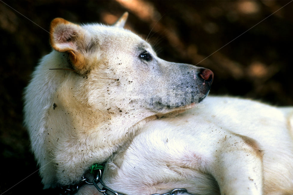 필름,필름사진,필름느낌,필름감성,백구,강아지,멍멍이,개,반려견,애완견,반려동물,애완동물,펫,진돗개,진도개,흰둥이,순둥이,휴식,뒹굴,동물,animal,포유류,mammal,개,강아지,dog,doggy