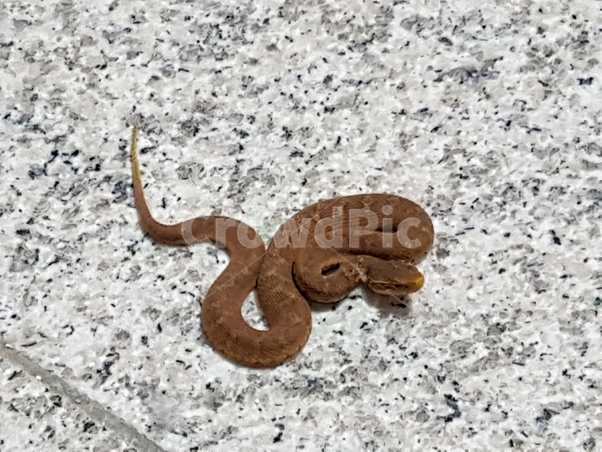 뱀,파충류,동물,양서류,snake,꼬리,animal