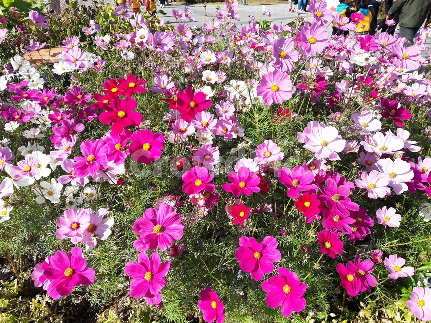 코스모스,꽃,분홍,봄,분홍색,핑크,자연,식물,플라워,식물,자연,plants,nature,꽃,flower