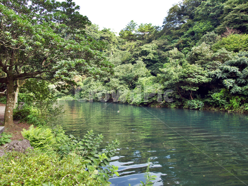 천지연폭포,하천,서귀포시,제주,숲,자연,자연,풍경,nature,landscape,water,물,outdoors,옥외