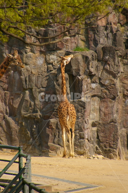 동물,animal,giraffe,기린,야외,동물원,동물,animal,포유류,mammal