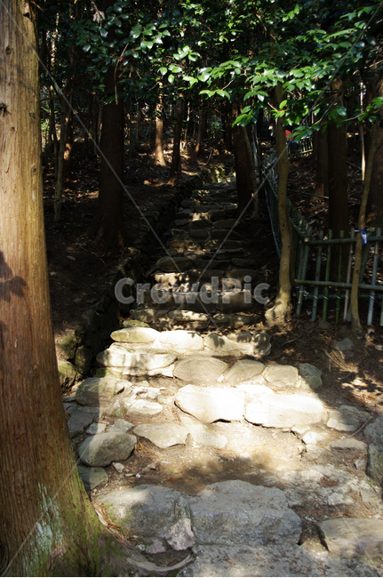 나무,자연,식물,tree,plant,계단,돌길