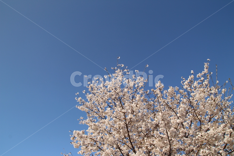 봄,벚꽃,하늘,감성,풍경,그리움,계절,spring,식물,자연,nature,sky,봄,계절,spring,season,식물,자연,plants,nature,꽃,flower,plant,blossom