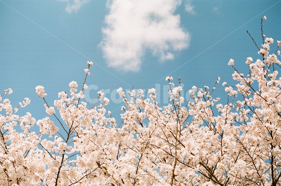 spring,cherry blossom tree,cloud,spring flowers,blue sky,Cherry Blossom,cherryblossom,cherryblossoms
