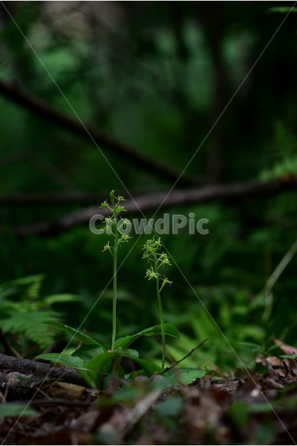 옥잠난초,야생화,꽃,식물,자연,생태,플라워,flower,plants,nature,식물,자연,plants,nature