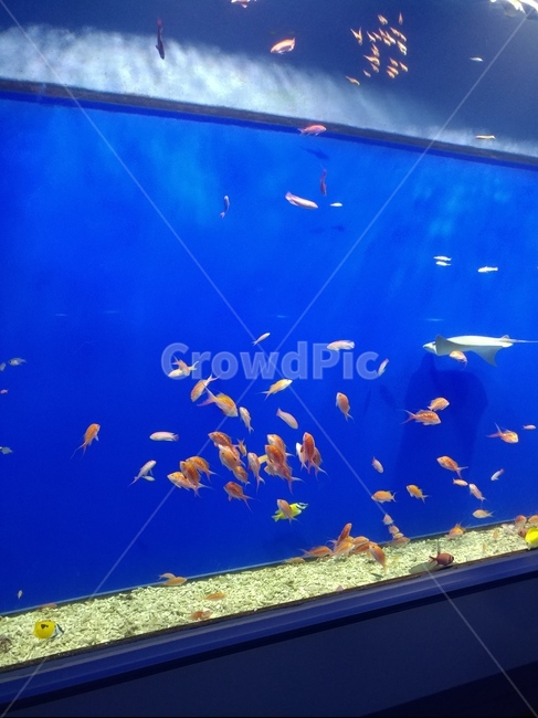 파란,물고기,아쿠아리움,가이유칸,일본,동물,animal,어류,물고기,fish