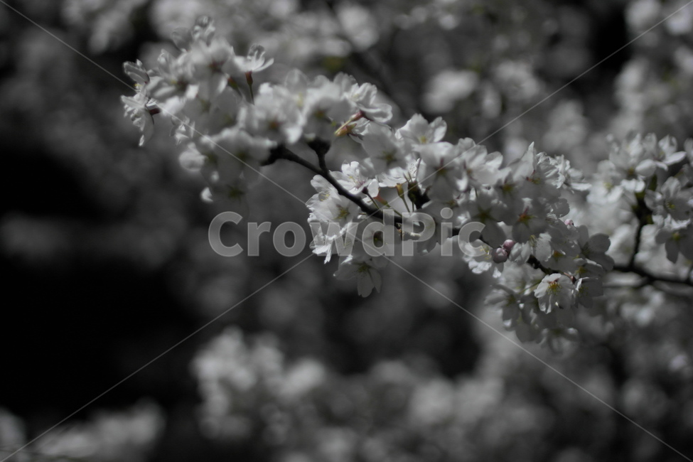 야경,밤,꽃,벚꽃,감성,어둠,봄,계절,spring,season,식물,자연,plants,nature,꽃,flower,plant,blossom
