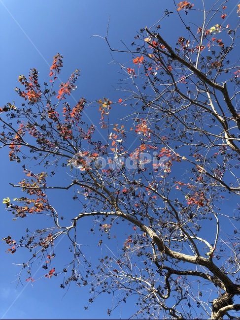 가을하늘,단풍,하늘,자연,plant,식물,tree,나무,leaf,잎,treetrunk,나무줄기