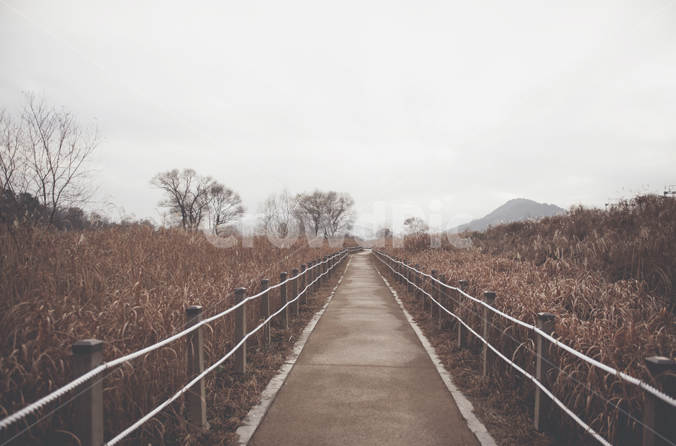 길,화포천,시선,가을,화포천생태습지공원,가을,계절,fall,autumn,season,자연,풍경,nature,landscape,handrail,난간,banister,railing