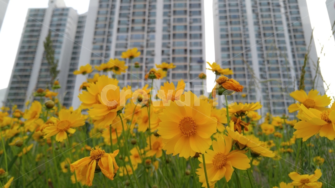 큰금계국,국화,꽃,노랑꽃,노랑색,식물,녹색,감성,배경,계절,chrysanthemun,flower,yellowflower,yellow,flant,green,emotional,background,season
