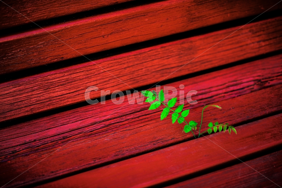 빨간색,초록색,붉은색,풀,선,red,green,line,식물,자연,plants,nature
