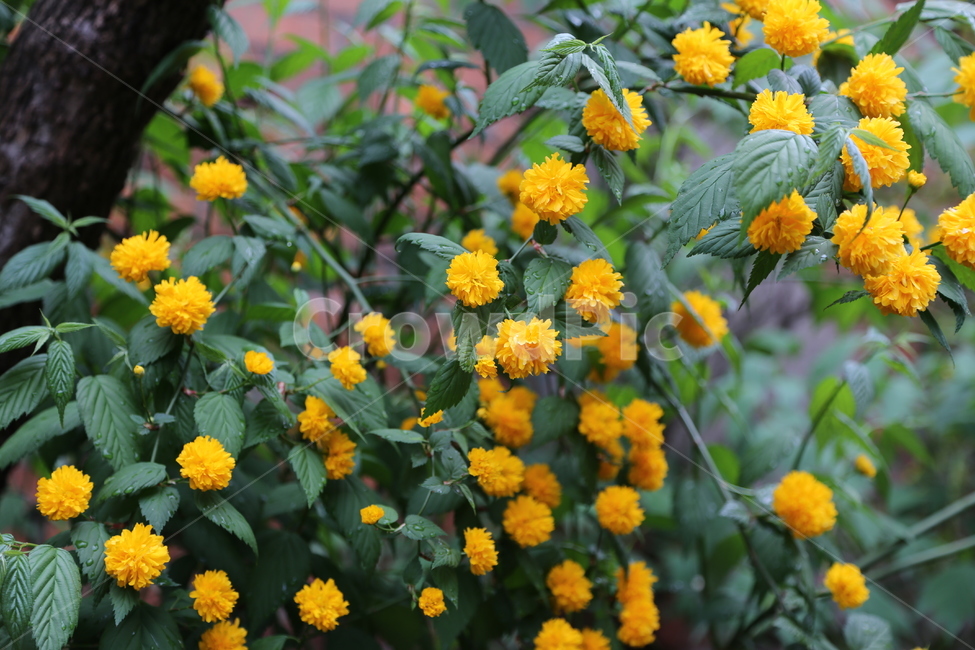 꽃,노란색꽃,plant,마당에핀꽃,죽단화,겹황매화,겹죽도화,kerriajaponicaforpleniflora(witte)rehder,식물,자연,plants,nature,꽃,flower