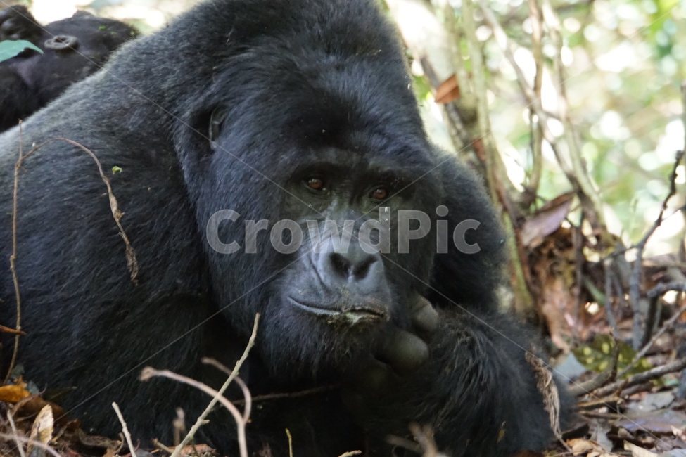 고릴라,우간다,야생동물,golilla,uganda,wildlife,동물,animal,포유류,mammal