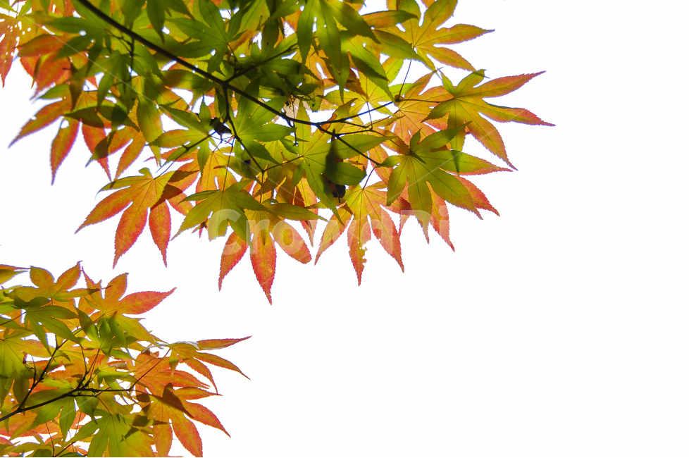 단풍잎,가을,나뭇잎,메이플,maple,단풍,가을,계절,fall,autumn,season,식물,자연,plants,nature,누끼,remove background,plant,leaf,잎