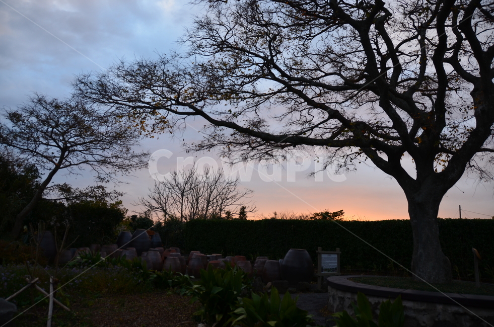 노을,해질녘,나무,장독,제주풍경,sunset,자연,풍경,nature,landscape,tree,plant,식물