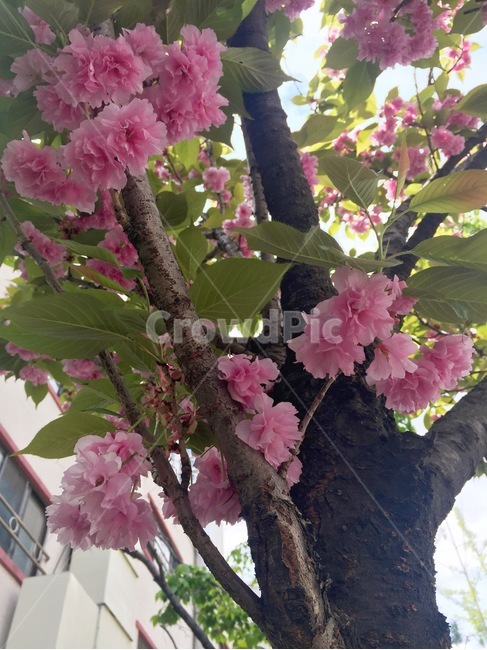 봄,여름,나무,벚꽃,하늘,cherryblossom,flower,flowers,spring,mood,sky,clouds,nature,wood