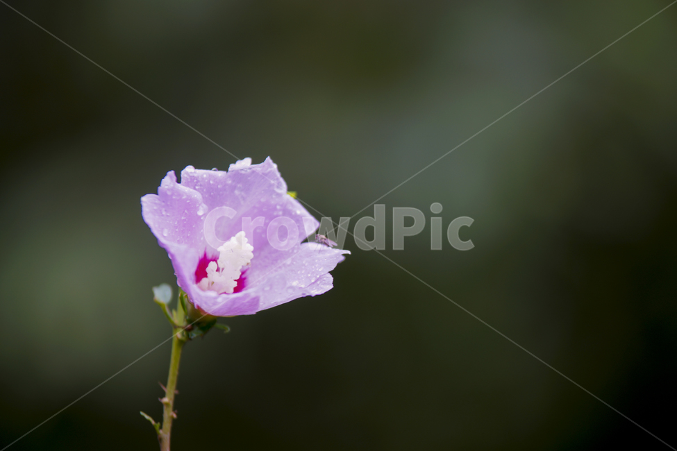 무궁화,무궁화꽃,국화,매크로,roseofsharon,식물,자연,plants,nature,꽃,flower
