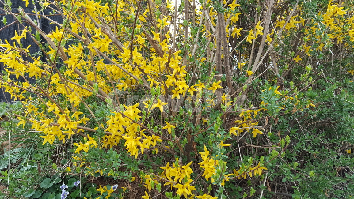 꽃,봄,자연,개나리,개나리꽃,식물,자연,plants,nature,꽃,flower