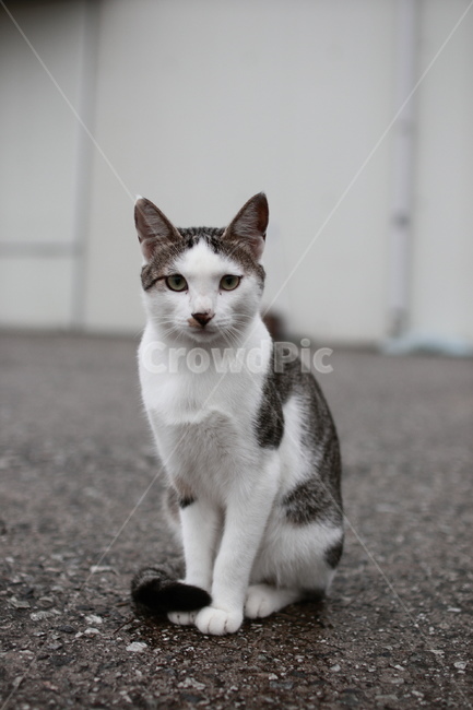 길거리,고양이,캣맘,cat,animal,동물,pet,길냥이,동물,animal,포유류,mammal,고양이,cat,kitten,kitty