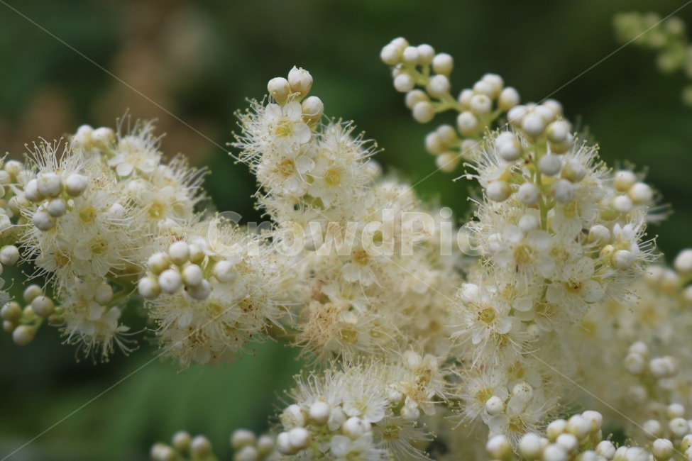 꽃,흰색,식물,자연,초록,flower,hana,white,shiro,plants,shokubutsu,nature,green,midori,식물,자연,plants,nature,꽃,flower