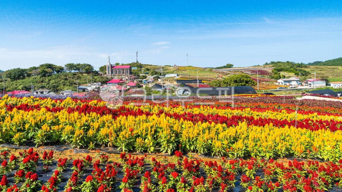 맨드라미,맨드라미꽃,빨간맨드라미,노랑맨드라미,파노라마,언덕,산비탈,비탈진,경사지,언덕배기,병풍도,축제,꽃밭,공원,울긋불긋,아름다운,섬마을,맨드라미축제,하늘,파란하늘,가을,계절,필드,field,자연,nature,옥외,outdoors,주택,마을,동네