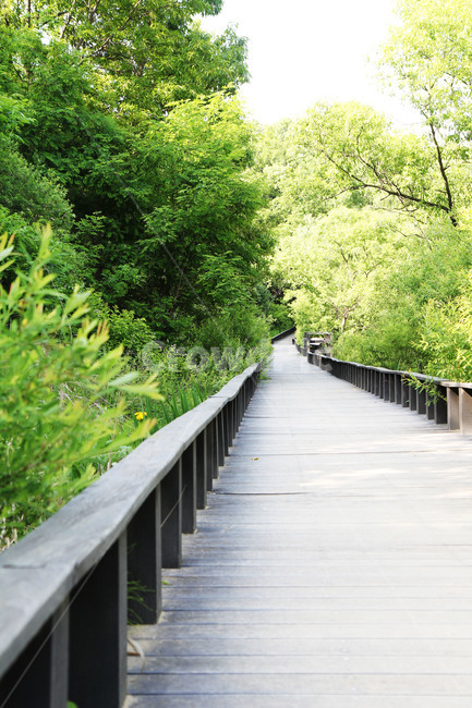산책,산책로,데크,생태,자연,숲,나무,풀,자연,풍경,nature,landscape,handrail,난간,banister,boardwalk,bridge,다리,building,건물,railing