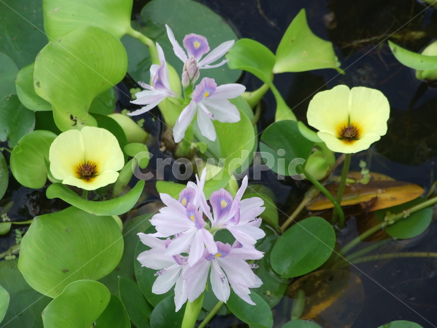 식물,꽃,꽃잎,수생식물,여름식물,식물,자연,plants,nature,꽃,flower