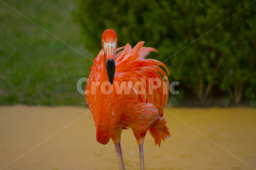 플라밍고,홍학,새,동물,동물원,flaming,zoo,bird,water,뷰티,beauty,풍경,풍경사진,감성,감성사진,정취,동물,animal,조류,새,birds