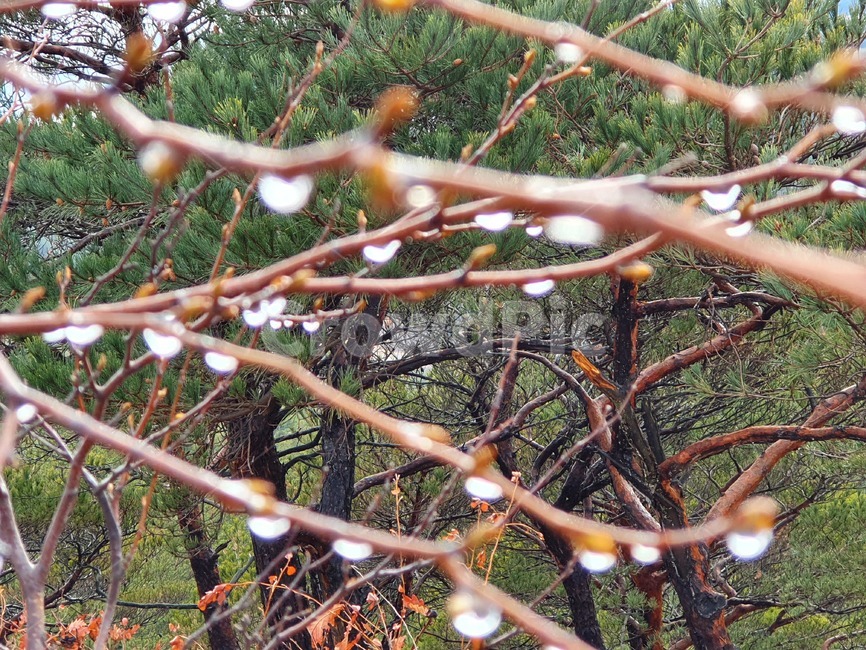 dew,dewdrop,이슬,나무,나뭇가지,tree,scenery,풍경,아침이슬,예쁜풍경,아침풍경,plant,식물