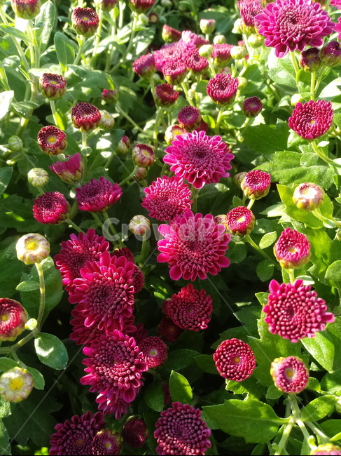 국화,菊花,식물,다년생초본식물,소국,plant,flower,blossom,가을꽃,식물,자연,plants,nature,꽃,flower