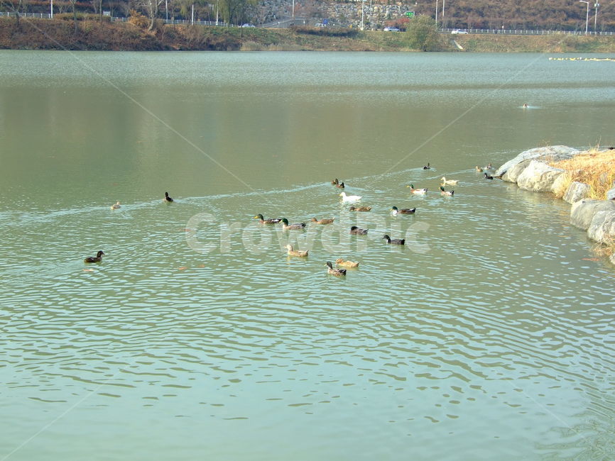 오리,물오리,호수,풍경,시골,동물,animal,조류,새,birds