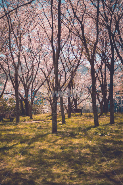 벚꽃,식물,벚꽃나무,의자,꽃,봄,계절,spring,season,식물,자연,plants,nature,나무,trees,wood,tree,plant,tree trunk,나무 줄기