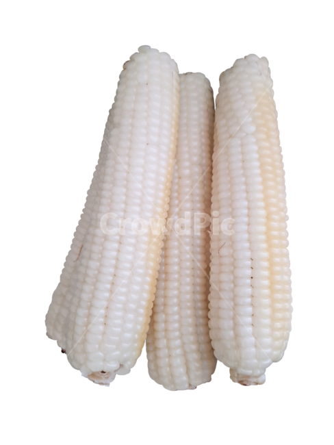 옥수수,음식,간식,corn,누끼,음식,식재료,요리,food,cook,meal,dishes,food reserves,누끼,remove background