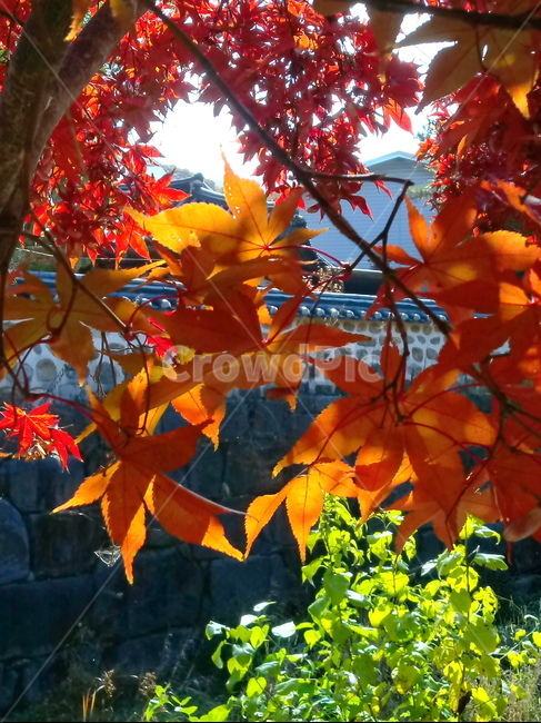 낙엽,단풍,落葉,leaves,나뭇잎,단풍나무,식물,maple,낙엽활엽관목,잎,계절,가을,자연,풍경,outdoors,옥외,fallautumnseason,naturelandscape,풍경사진,기와,담장,가을,계절,fall,autumn,season,leaf,plant,tree,나무