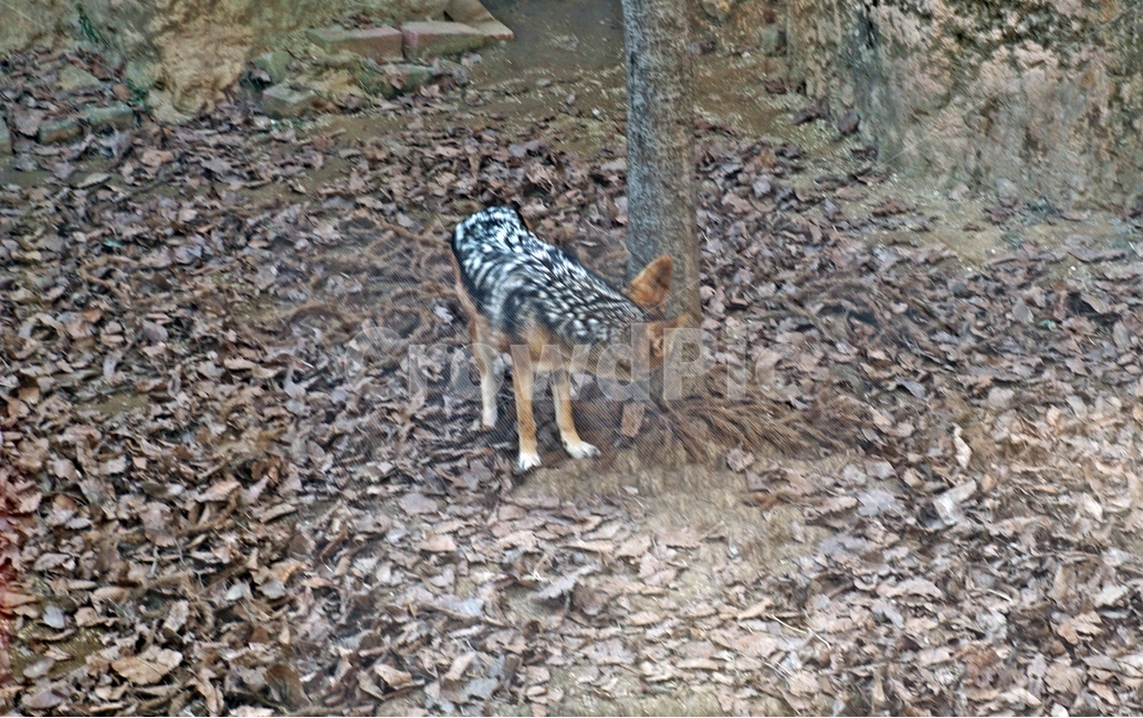 육식,동물,포유류,고양이과,여우,검은색,갈색,잡식,animal,nature,동물보호,동물원,park,animalpark,자연,야생,하이에나,동물,animal,포유류,mammal