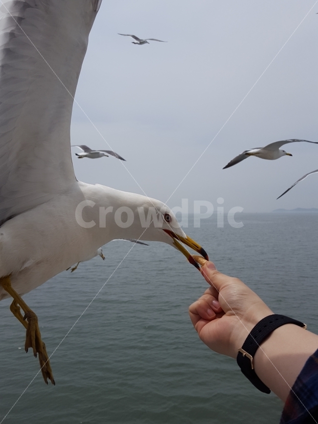 갈매기,바다,새우깡,새우과자,먹이,동물,animal,조류,새,birds,사람,인물,인간,human,person,신체일부,몸,body