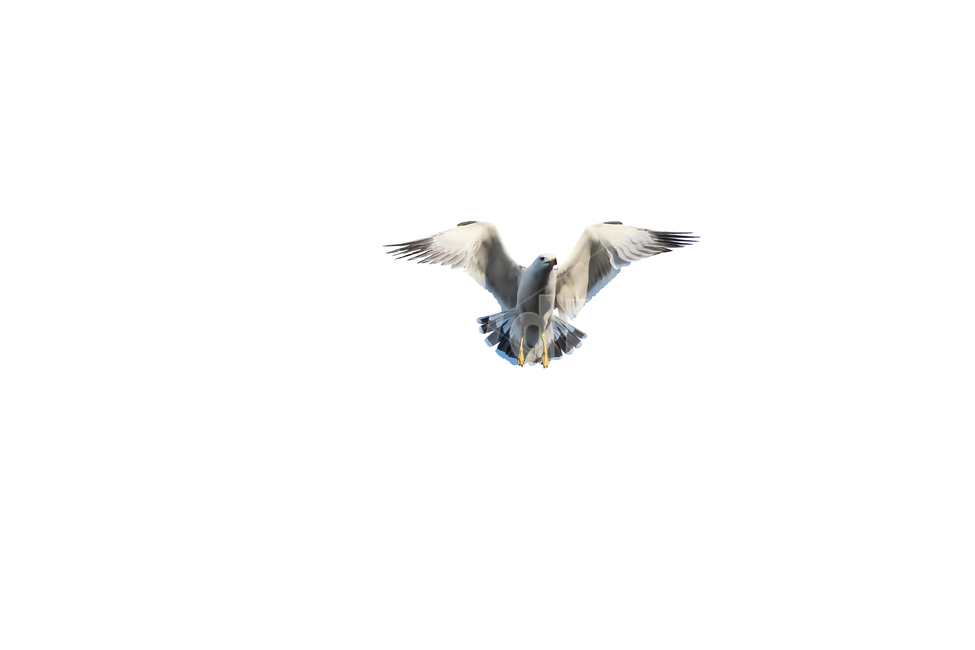 갈매기,새,조류,날개,바다,누끼,바닷가,자연,하늘,부리,seagull,bird,풍경,naturelandscape,sea,동물,animal,birds,감성sensible,feeling,outdoors,옥외,transportation,동물,animal,조류,새,birds,누끼,remove background