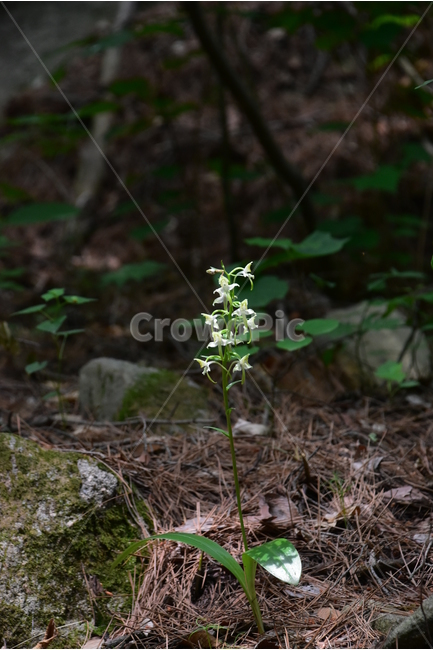 제비난초,야생화,생태,식물,자연,꽃,힐링,플라워,wildflower,flower,plants,nature,season,감성,느낌,emotion,feeling,초본,난초과,제비난초속,식물,자연,plants,nature,꽃,flower