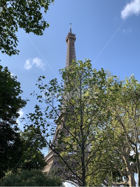 에펠탑,프랑스,파리,하늘,식물,실루엣,eiffeltower,france,paris,sky,silhouette