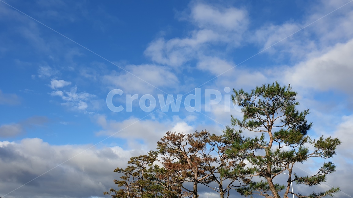 tree,나무,plant,구름,하늘,맑음,청명,나무,trees,wood