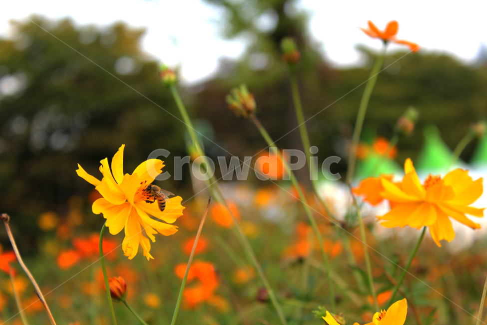 가을,벌,꽃,풍경,자연,꿀벌,한적,평화,식물,자연,plants,nature,꽃,flower,동물,animal,곤충,벌레,insect,bug